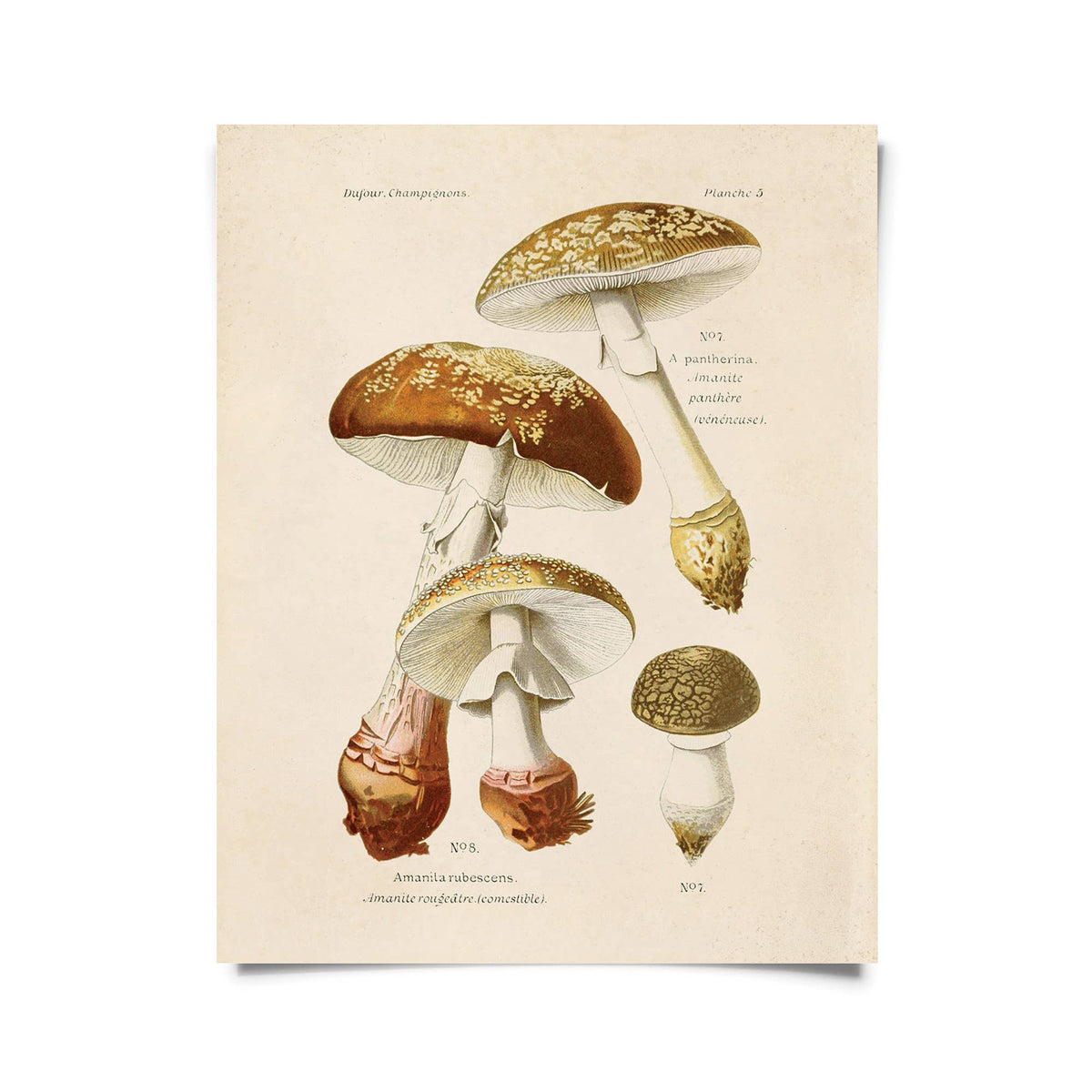 Vintage Blusher Mushroom Print w/ optional frame: 8x10 / Print Only