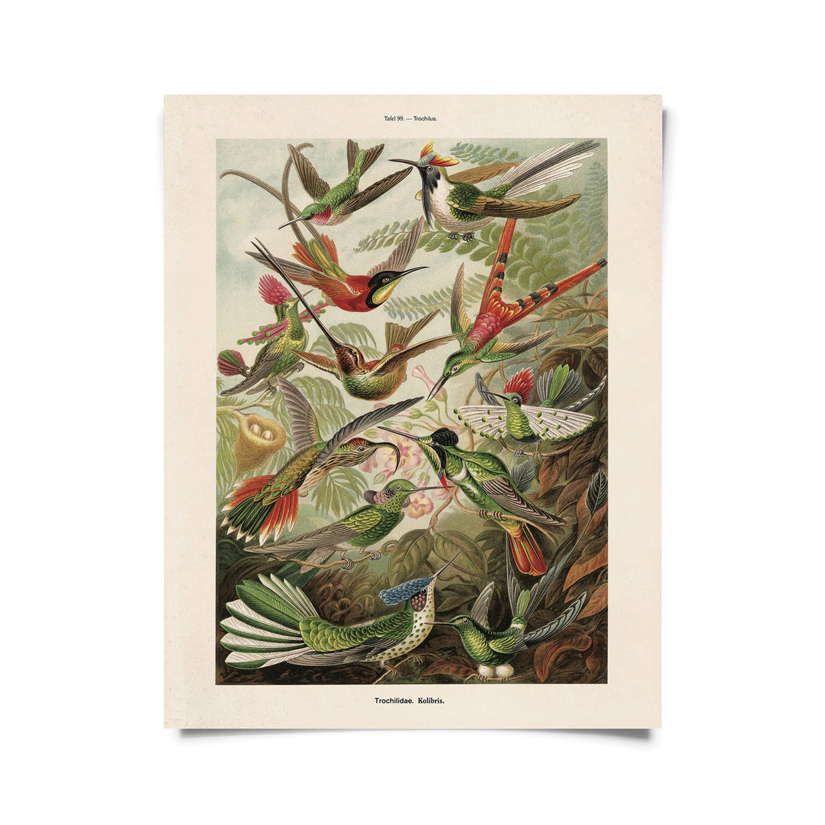 Vintage Haeckel Hummingbirds Print w/ optional frame: 8x10 / Print Only