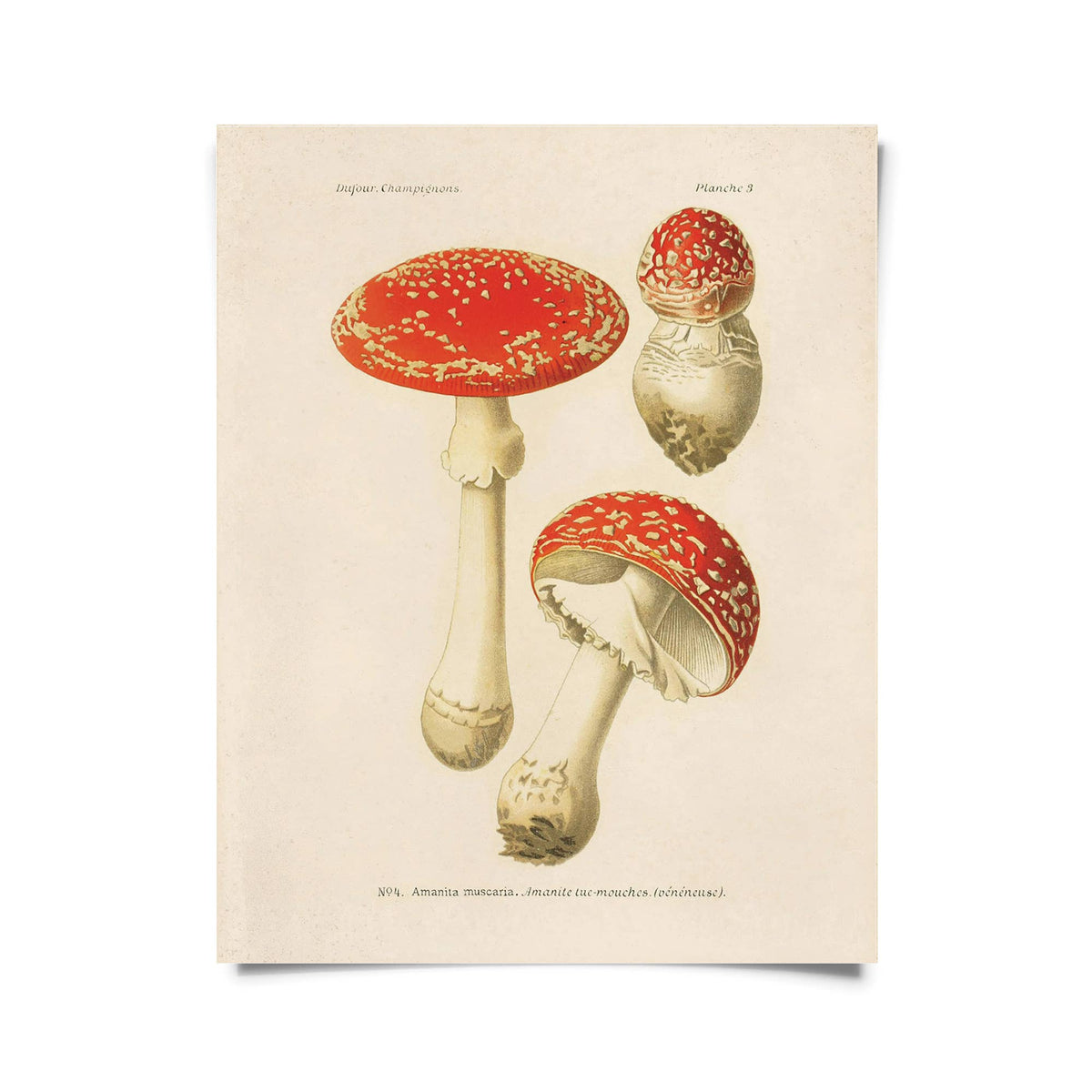 Vintage Magic Mushroom Print w/ optional frame: 8x10 / Print Only